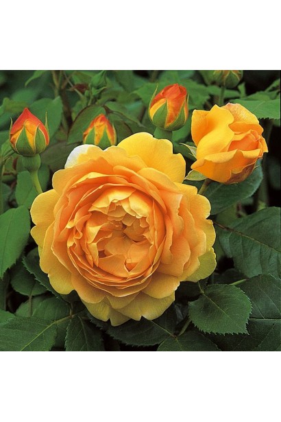 Троянда Голден Селебрейшн живопліт